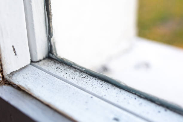 Best Mold Remediation for Healthcare Facilities  in Pojoaque, NM